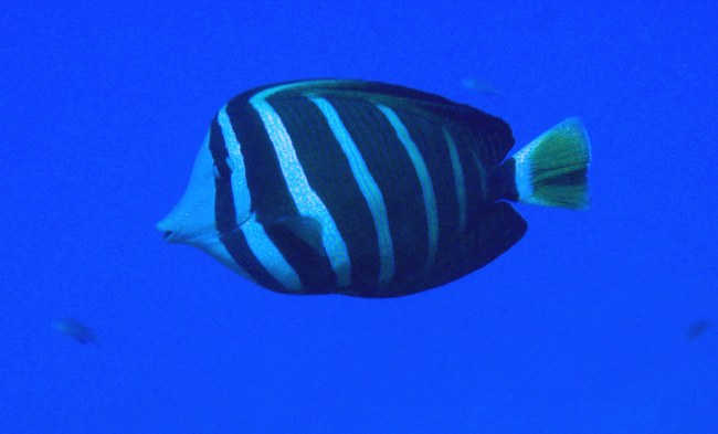 Sailfin tang (Zebrasoma veliferum)
