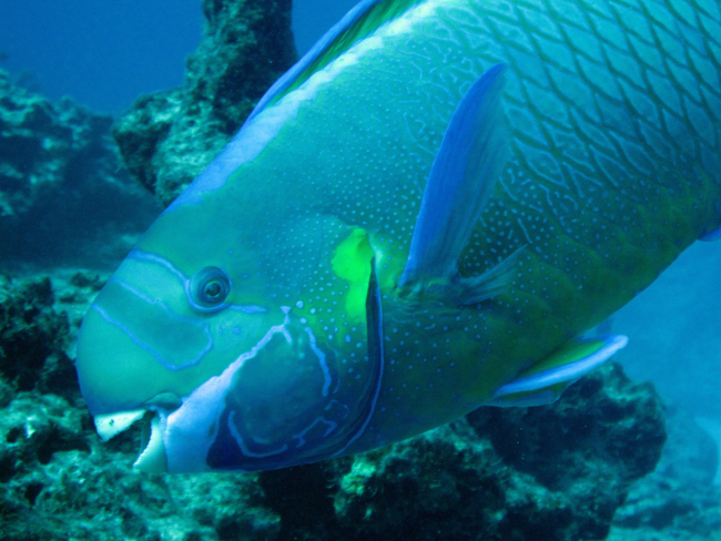 Spectacled parrotfish (Chlorurus perspicillatus)