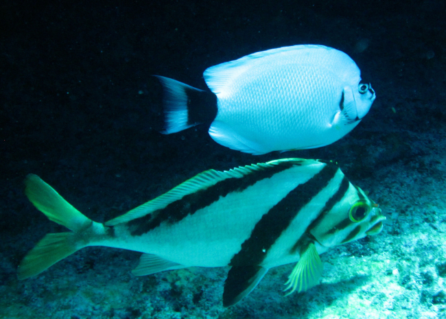 Morwong (Cheilodactylus vittatus) foreground - masked angelfish(Genicanthus personatus) behind