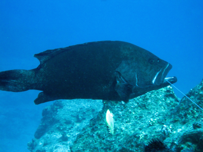 Hawaiian grouper (Hyporthodus quernus)