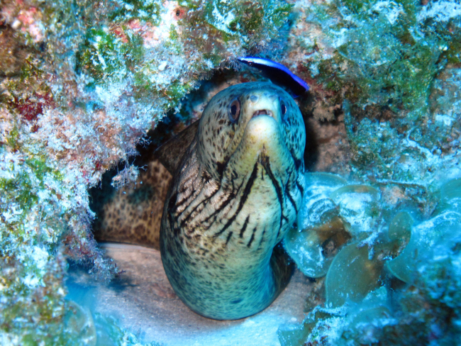 Steindachner's moray eel (Gymnothorax steindachneri)