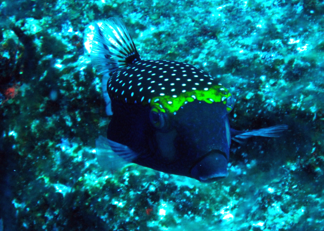 Spotted boxfish - male (Ostracion meleagris)