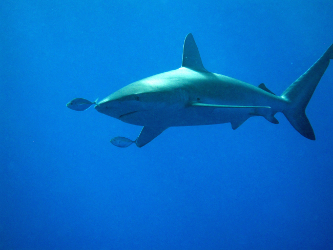 Galapagos shark (Carcharinus galapagensis)