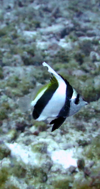 Pennant bannerfish (Heniochus diphreutes)