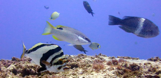 Morwong (Cheilodactylus vittatus) and Hawaiian hogfish(Bodianus albotaeniatus)