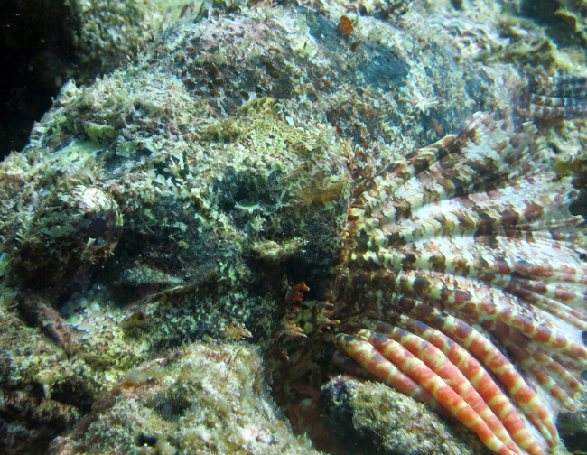 Titan scorpionfish (Scorpaenopsis cacopsis)