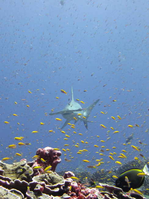 Scalloped hammerhead shark cruising through a cloud of bicolor anthias (Sphyrna lewini and Pseudanthias bicolor)