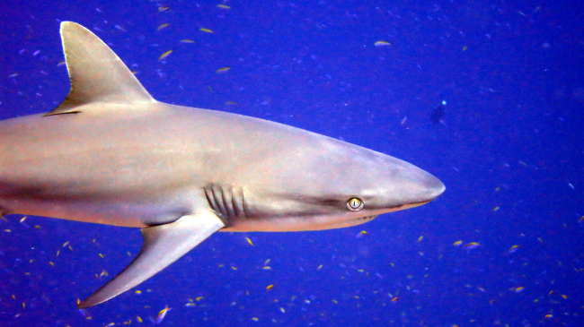 Grey reef shark (Carcharhinus amblyrhynchos)