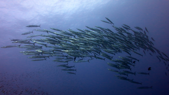 Heller's barracuda (Sphyraena helleri)