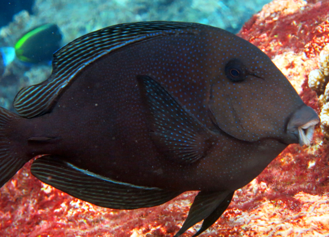 Striped-fin surgeonfish (Ctenochaetus marginatus)