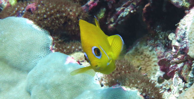 Lemonpeel angelfish (Centropyge flavisssima)