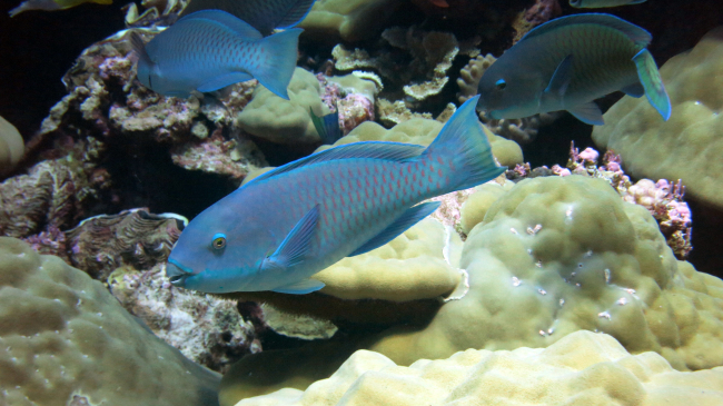 Steephead parrotfish (Chlorurus microhinos)