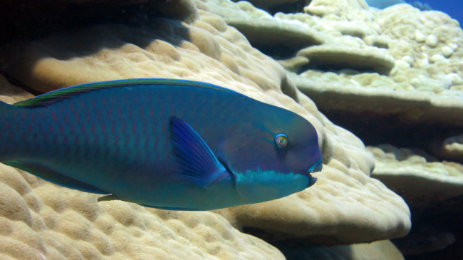 Steephead parrotfish (Chlorurus microhinos)