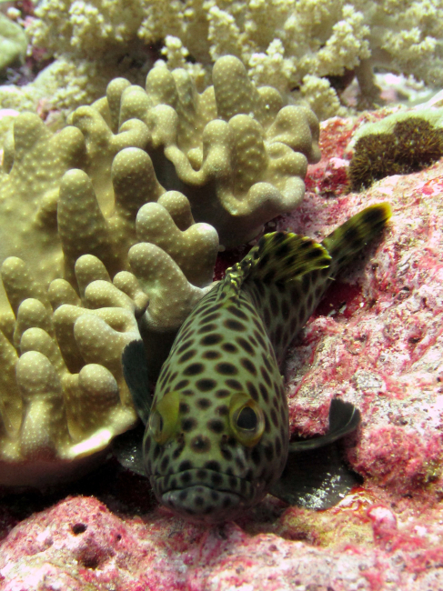 Snubnose grouper (Epinephelus macrospilos)