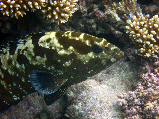 Camouflage grouper (Epinephelus polyphekadion)