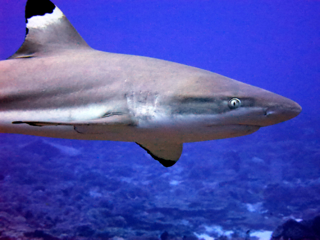 Blacktip shark (Carcharhinus melanopterus)