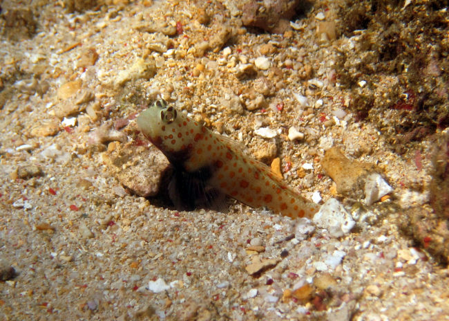 Spotted shrimp goby (Amblyeleotris guttata)