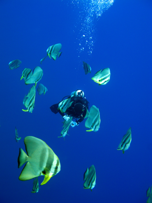 Longfin spadefish (Platax teira)
