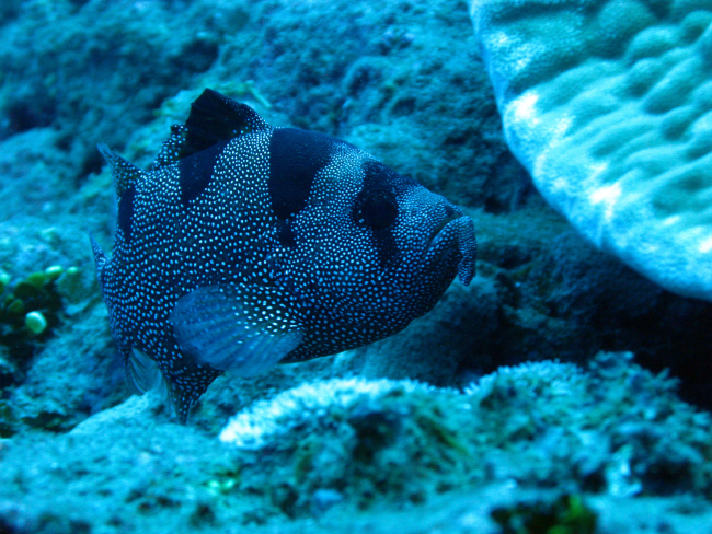 Spotted soapfish (Pogonoperca punctata)