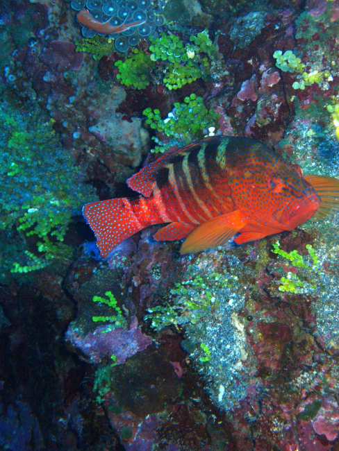 Coral hind (Cephalopholis miniata)