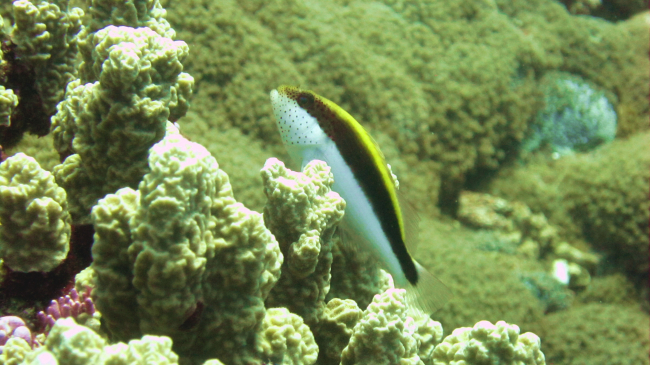 Blackside hawkfish (Paracirrhites forsteri)