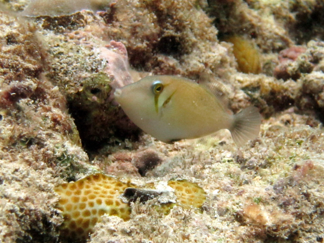 Scythe triggerfish (Sufflamen bursa)