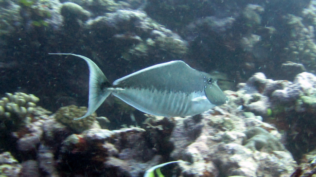 Humpback unicornfish (Naso brachycentron)