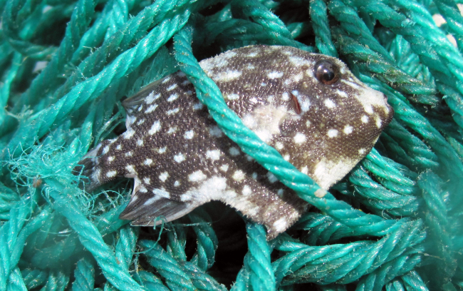 Juvenile spotted oceanic triggerfish (Canthidermis maculata)