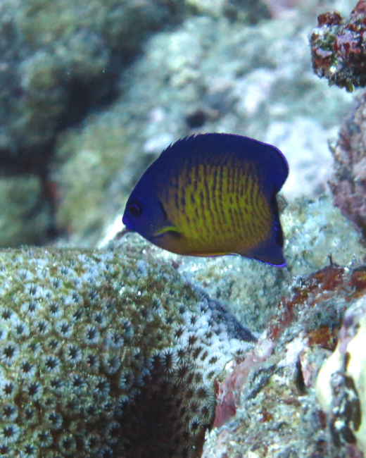 Two-spine angelfish (Centropyge bispinosa)