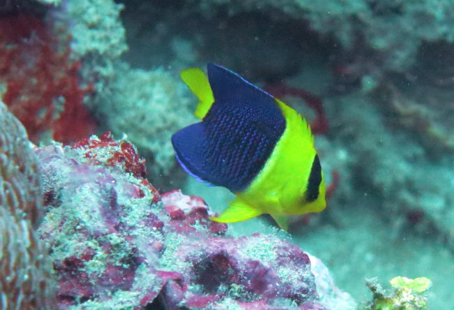 Bicolored angelfish (Centropyge bicolor)