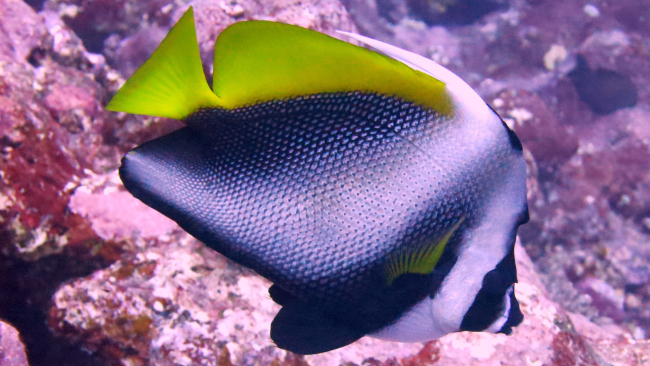 Singular bannerfish (Heniochus singularis)