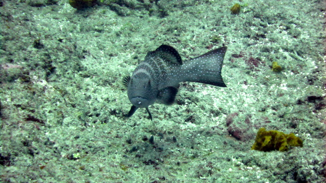 Peacock grouper (Cephalopholis argus)