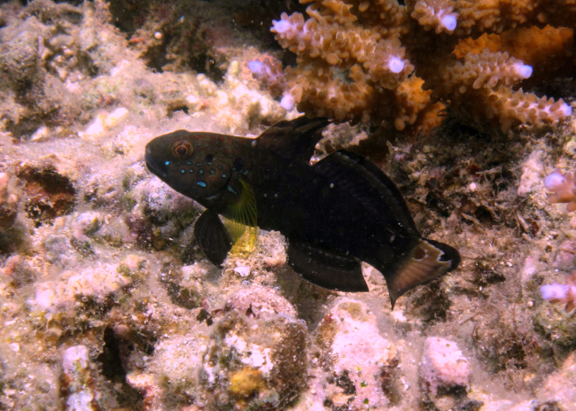 Banded goby -dark variant (Amblygobius phalaena)