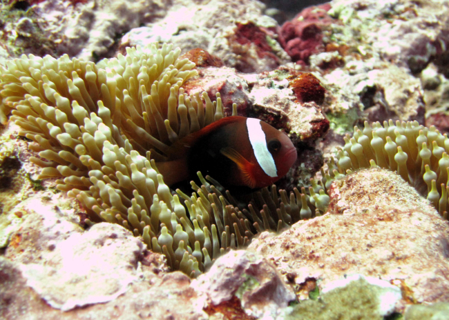 Red and black anemonefish (Amphiprion melanopus)