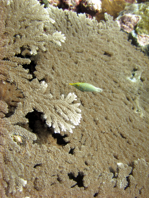 Longnose filefish (Oxymonacanthus longirostris)