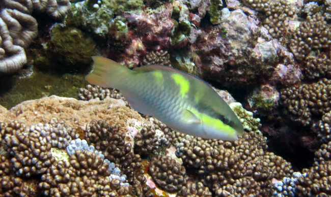 Dark-capped parrotfish (Scarus oviceps)