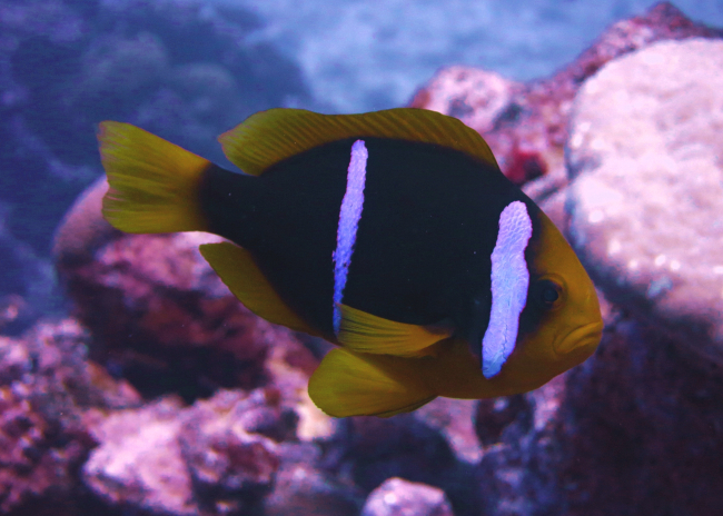 Clark's anemonefish (Amphiprion clarkii)