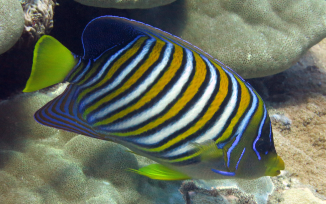 Regal angelfish (Pygoplites diacanthus)