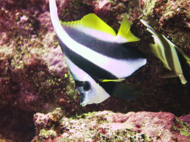 Longfin bannerfish (Heniochus acuminatus)