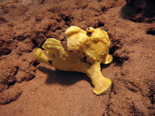 Commerson's frogfish (Antennarius commerson)