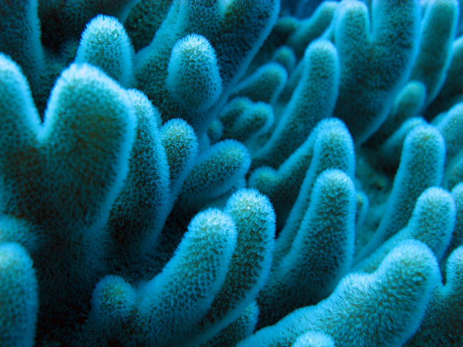 Staghorn coral  with polyps extended