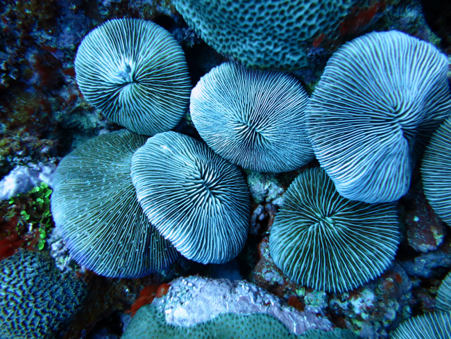 Mushroom corals
