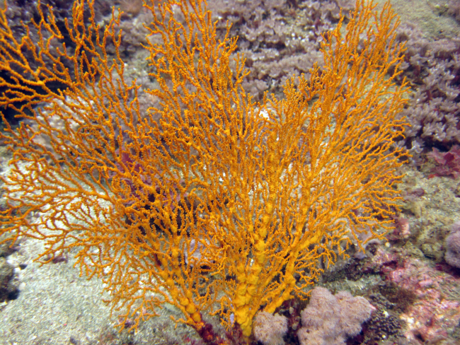 Orange gorgonian coral