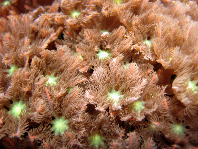 A flowerlike octocoral