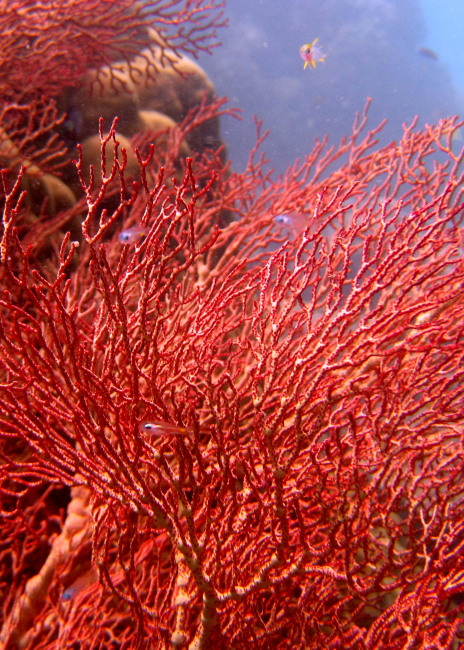 Red gorgonian coral