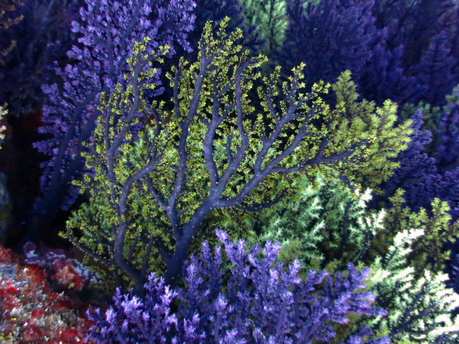 Purple and green gorgonian corals