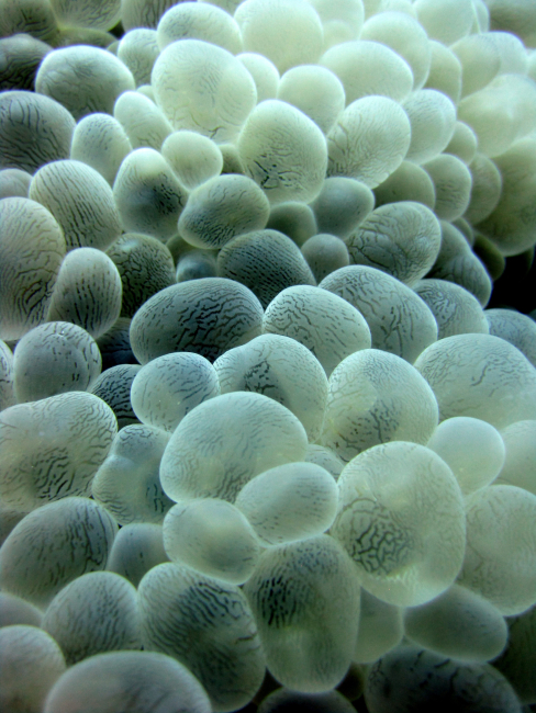 Bubble coral - Plerogyra sinuosa