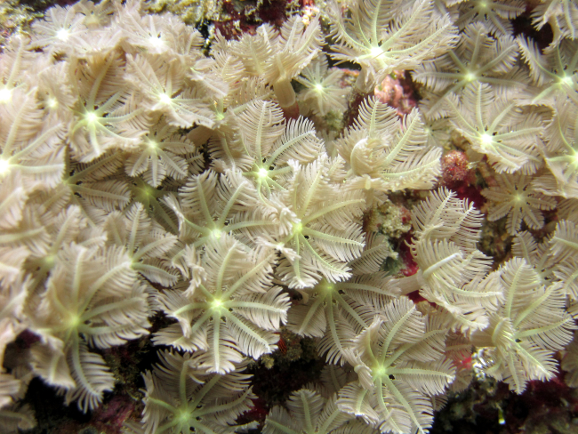 An unidentified octocoral