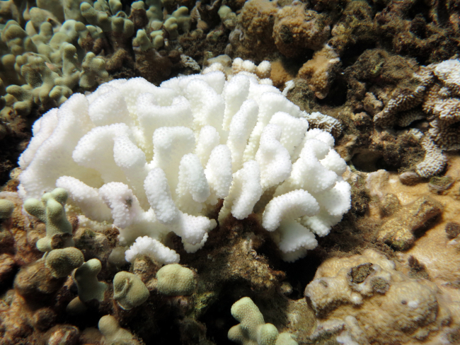 Pocillopora meandrina  affected by coral reef bleaching