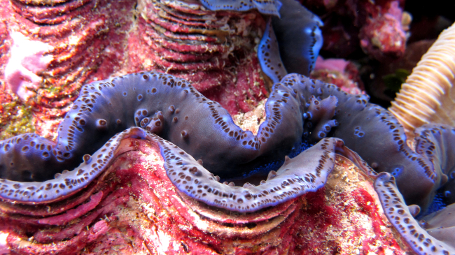 Giant clam (Tridacna sp